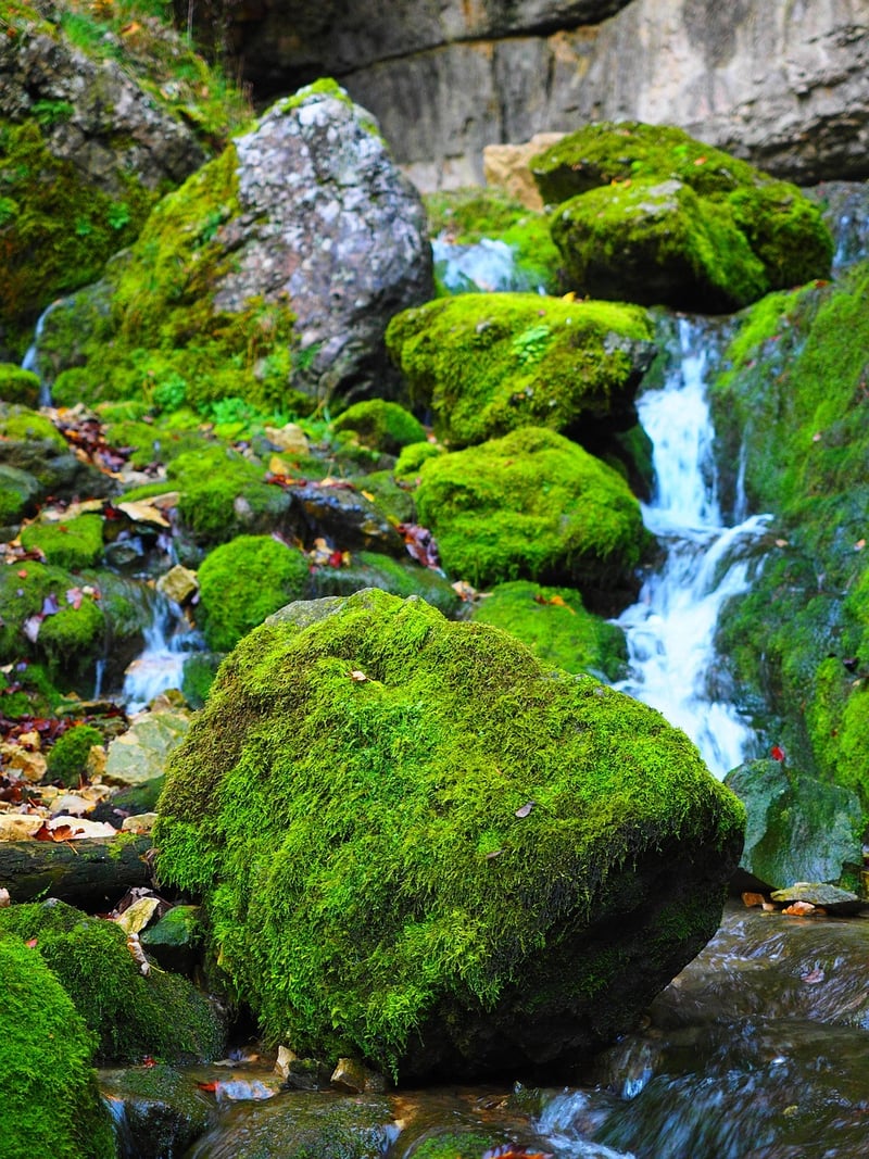Moss Placement